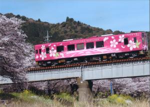 桜・さくら（清流線ひだまり号）の写真