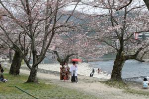 桜の樹の下での写真