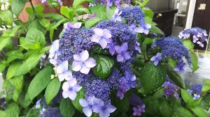 「雨の中の紫陽花」