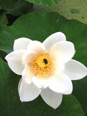 「♪咲いた咲いた　はっすちゃんの花が♪」の写真