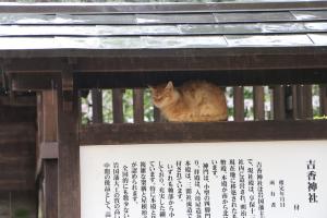 「雨やどり」の写真