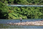 錦川の南桑に架かる斜張橋付近で鮎を釣る人の光景です。