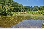 田植えがされたばかりの田んぼと奥にある新緑の目立つ里山の光景です。