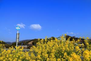 春、菜の花