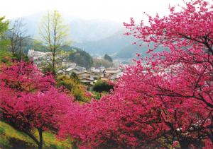 菊桃の咲く町