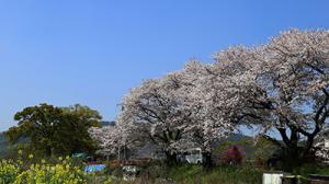 今までありがとう楠桜