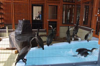 錦帯橋のう飼いで活躍する「鵜」の飼育施設「吉香 鵜の里」