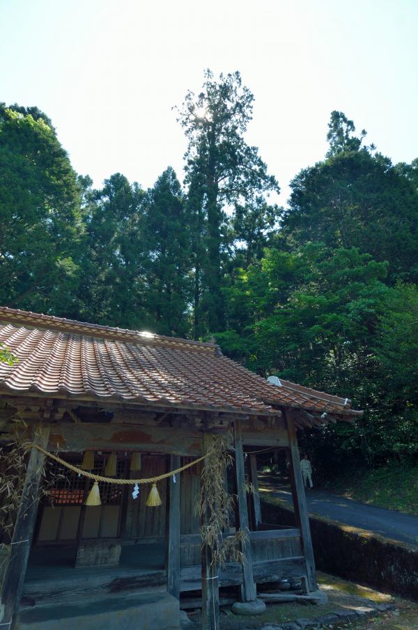 上須川河内神社の大杉1