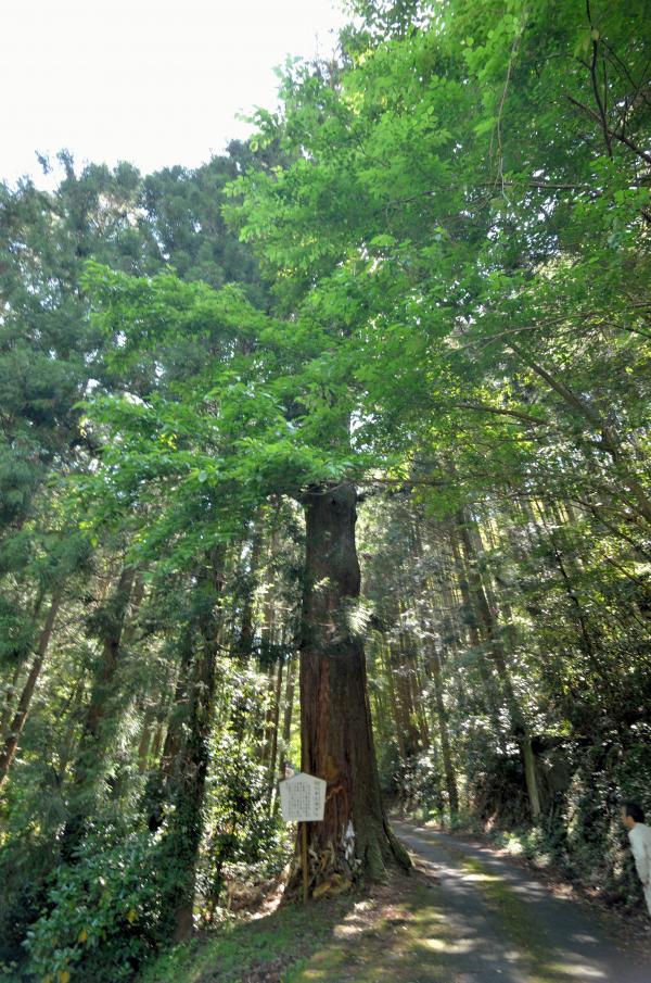 上須川河内神社の大杉2