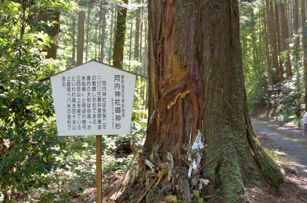 上須川河内神社の大杉3