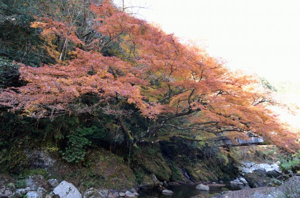 木谷の宮モミジ4