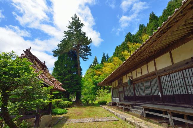 宇佐玉蔵寺のコウヤマキ