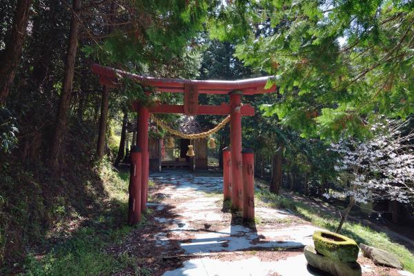 向畑の左近桜