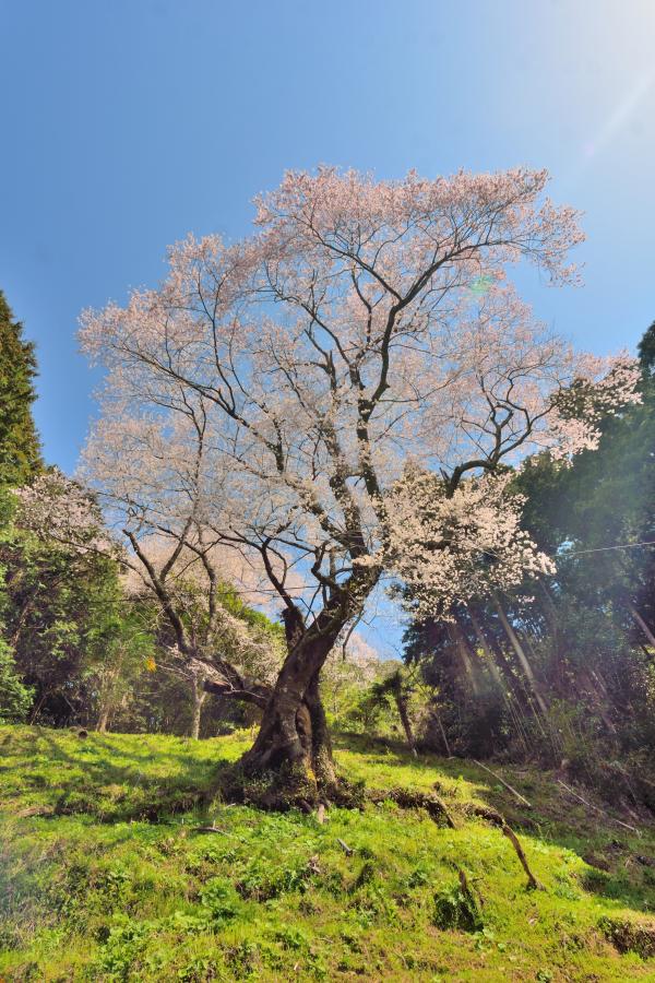 向畑の左近桜3