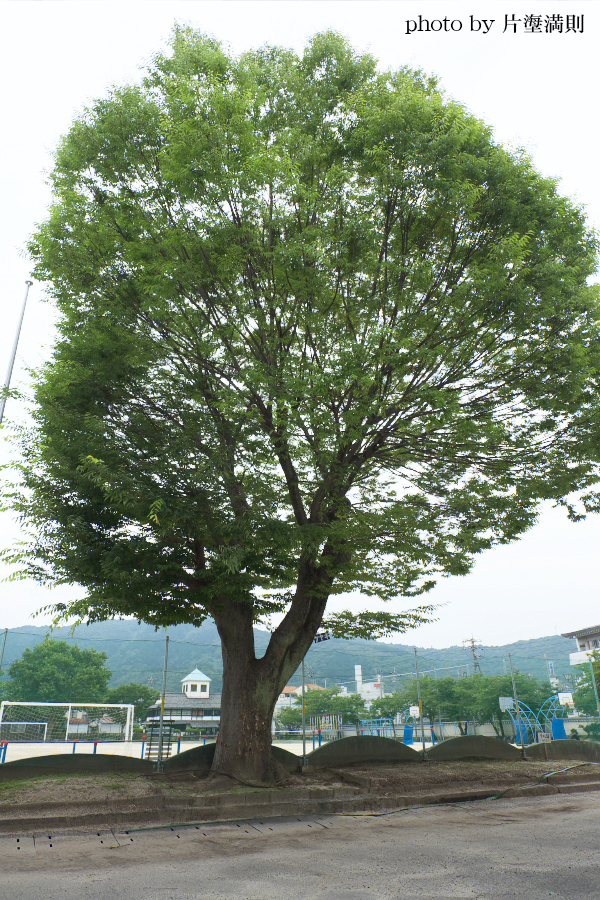 校庭のクスノキ