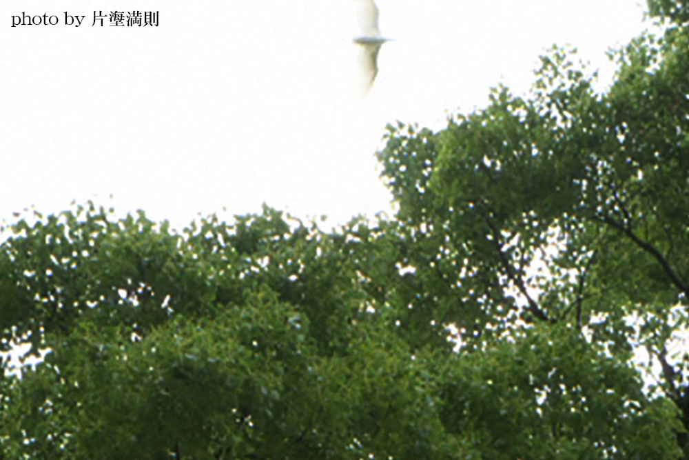 飛ぶサギ