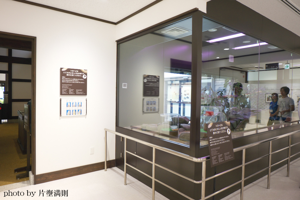 シロヘビ展示のガラスケース
