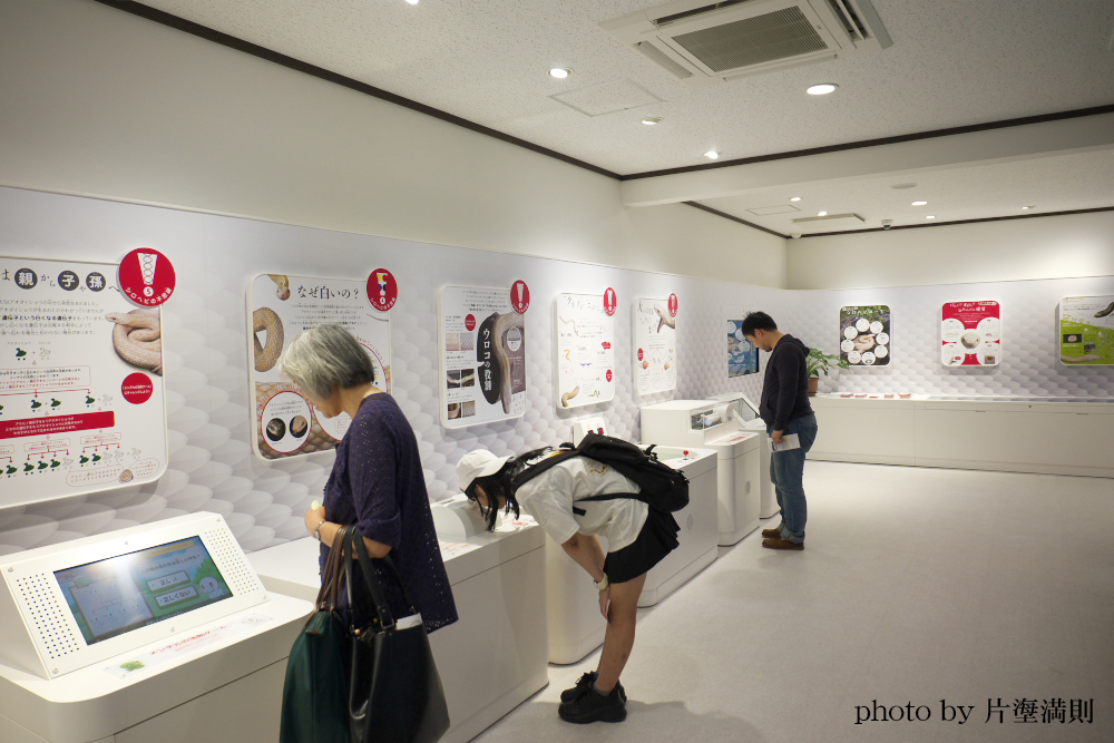 シロヘビの館の体験展示を楽しむ来館者