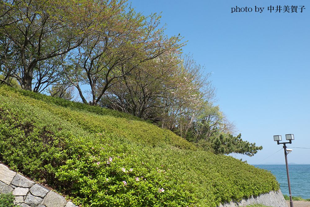 海沿いの植え込み、木々の写真