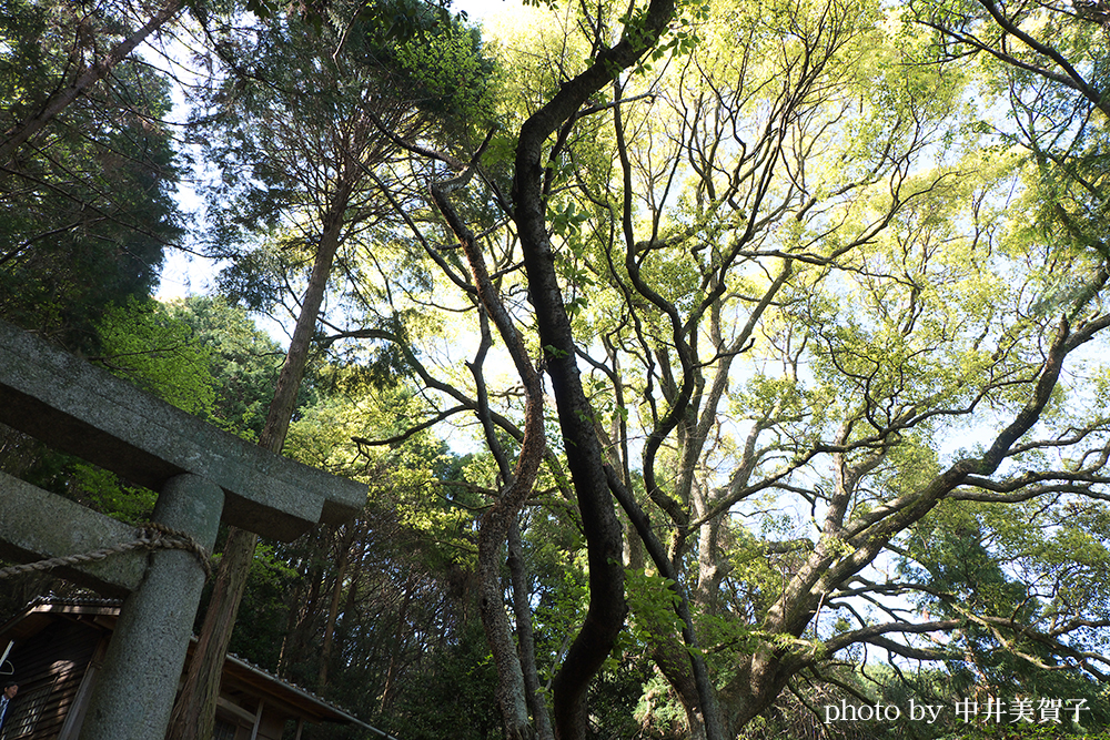 神社の鳥居と大木の枝