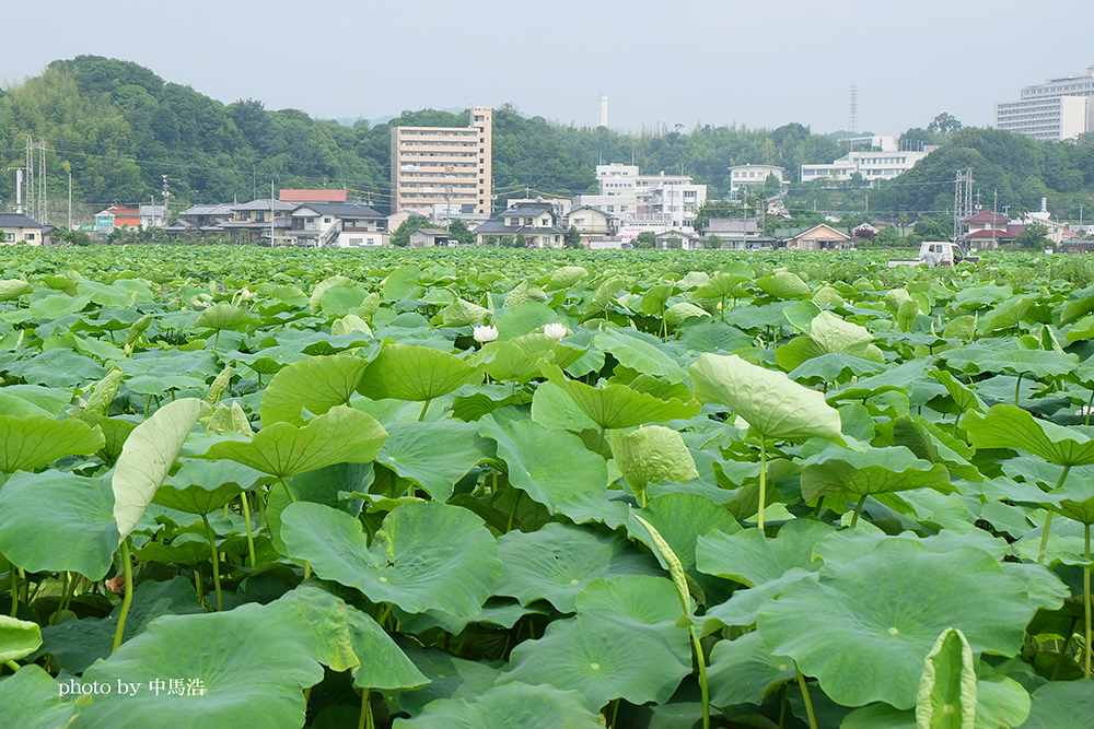 蓮田の写真