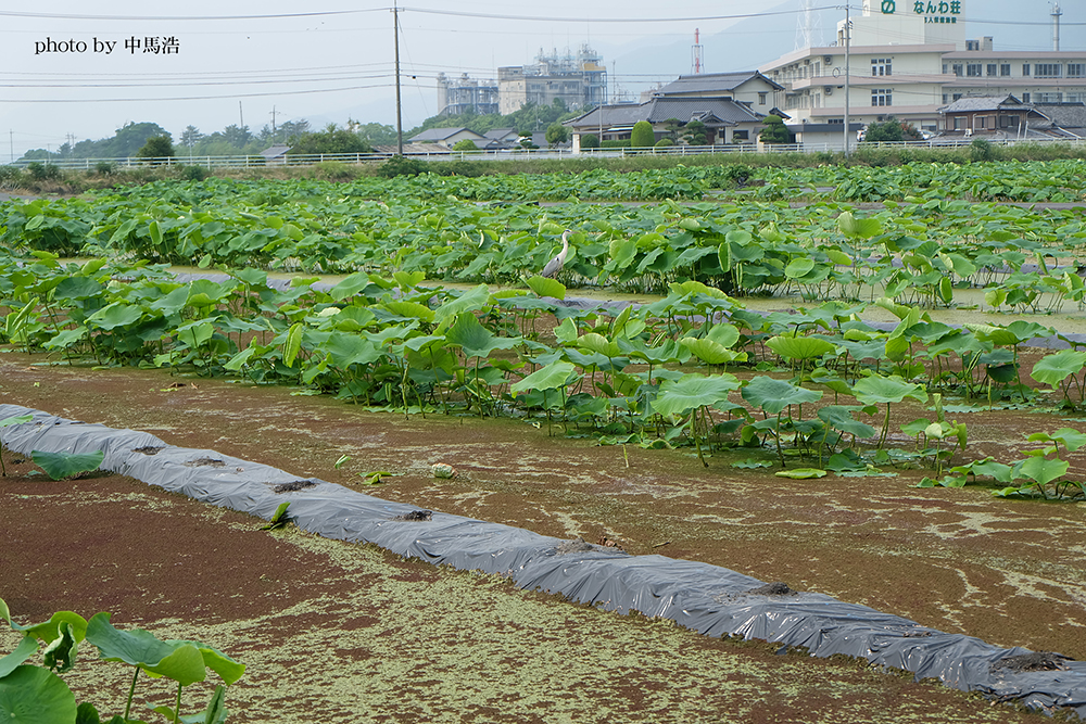 蓮田の写真