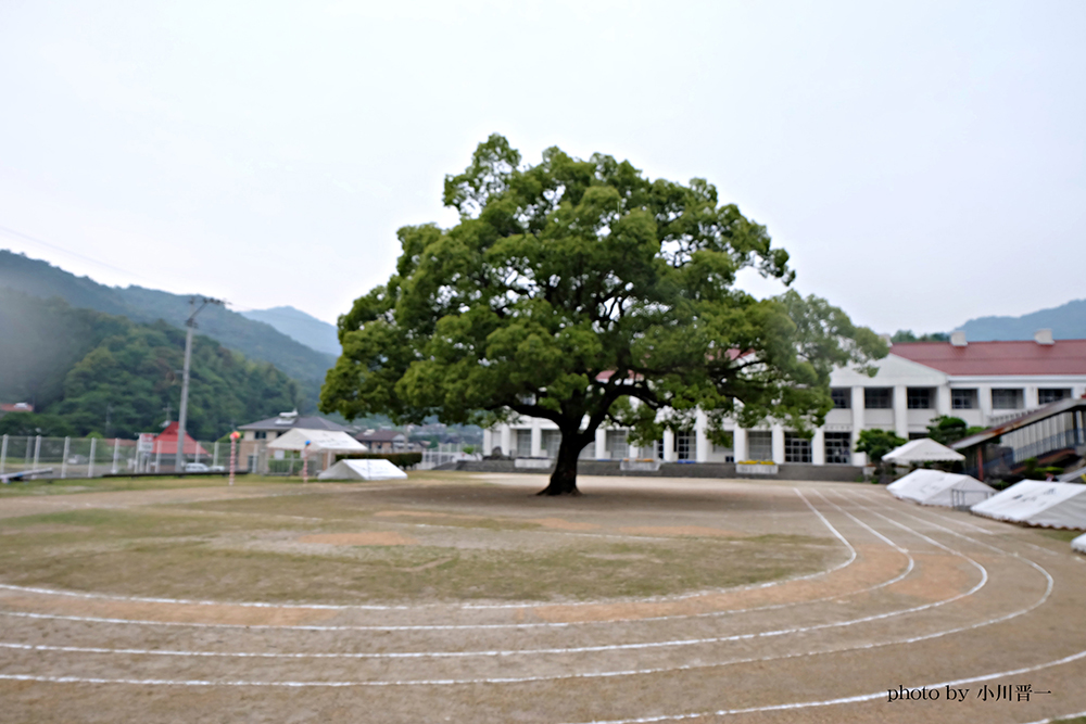 楠とグラウンドと小学校