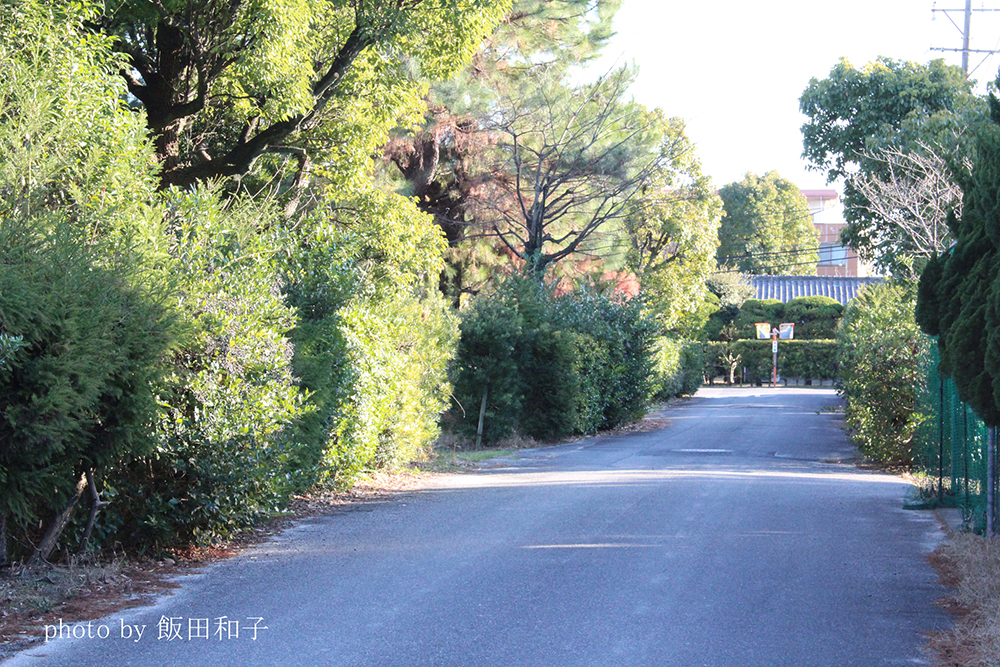 社宅に面した道路